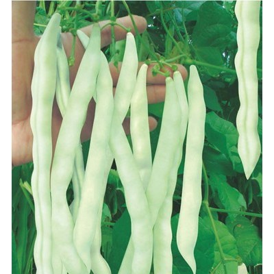 供应美奇玉—菜豆种子