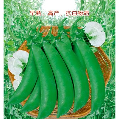 供应皇冠888甜豆王—豆角种子