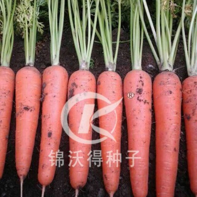 供应锦沃甄红——胡萝卜种子