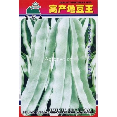 供应高产地豆王-菜豆种子