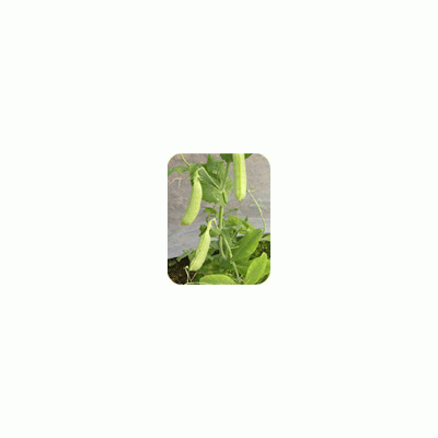 供应矮生豌豆—豌豆种子