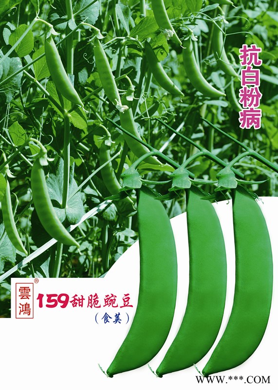 供应云鸿159甜脆豌豆 豌豆种子