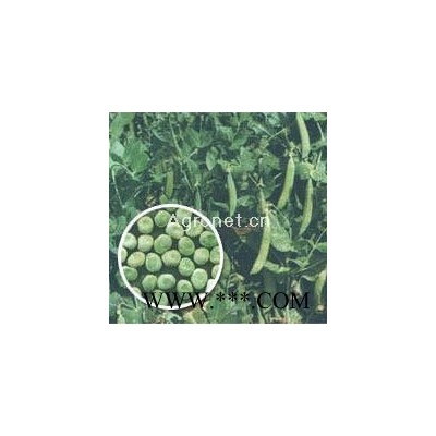 供应豌豆种子-中豌二号
