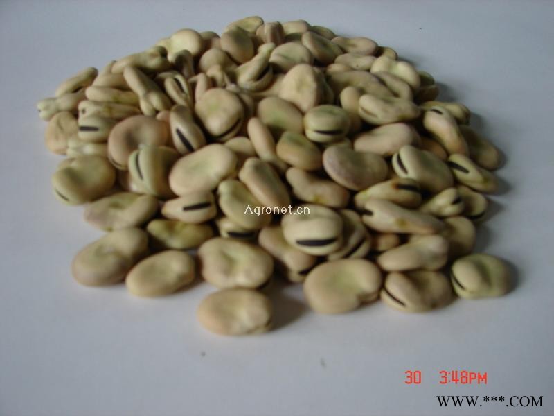 青海蚕豆