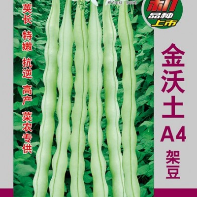 供应金沃土A4—架豆种子