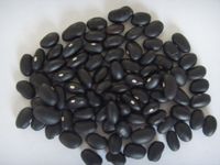 供应黑芸豆
