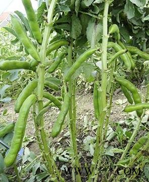 供应东方长荚——蚕豆种子