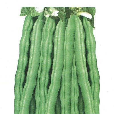 供应津萃绿三号—菜豆种子