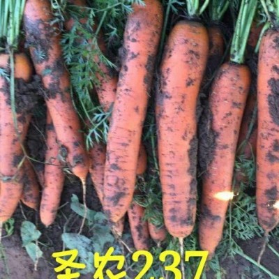 供应圣农胡萝卜237—胡萝卜种子