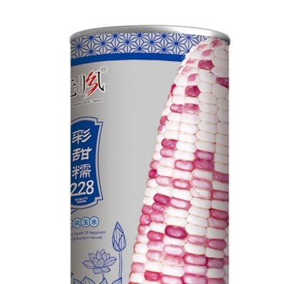 供应彩甜糯228—菜用玉米种子