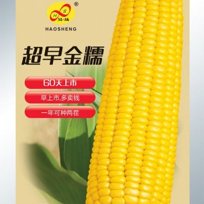 供应超早金糯—玉米种子