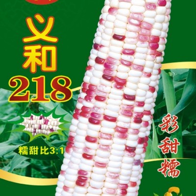 供应义和218——玉米种子