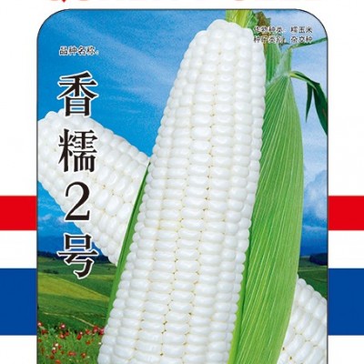供应香糯二号—玉米种子
