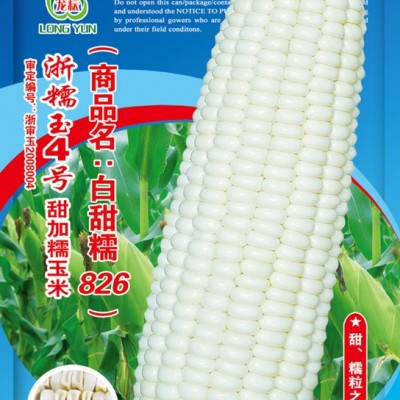 供应浙糯玉4号（白加糯826）-玉米种子