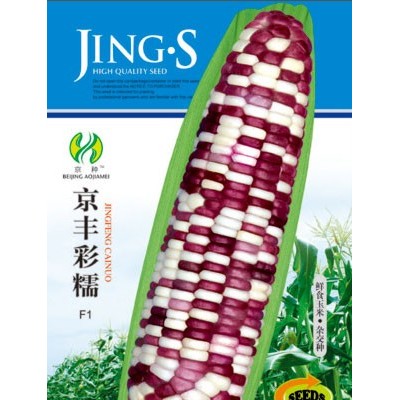 供应京丰彩糯—菜用玉米种子