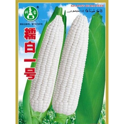 供应糯白一号—玉米种子