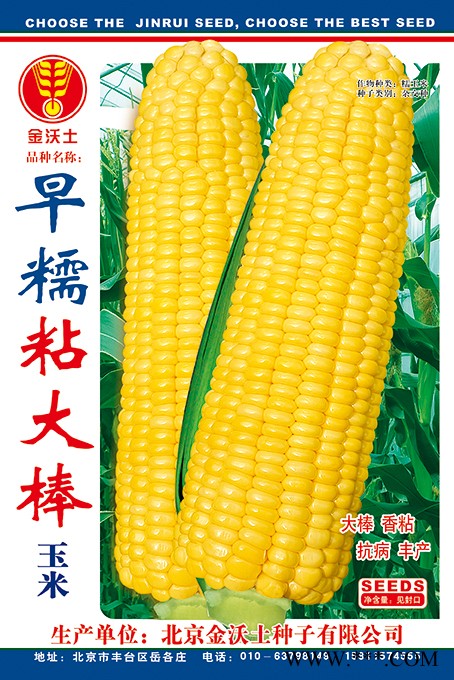 供应早糯粘大棒—玉米种子
