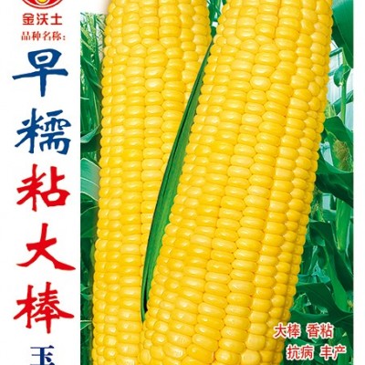 供应早糯粘大棒—玉米种子