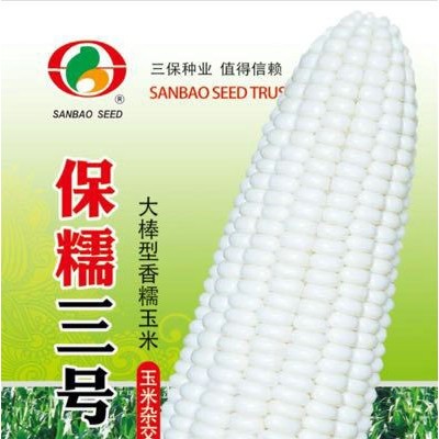 供应保糯三号—菜用玉米种子