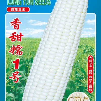 供应香甜糯1号-玉米种子