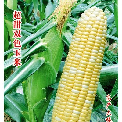 供应双色先锋玉米—玉米种子