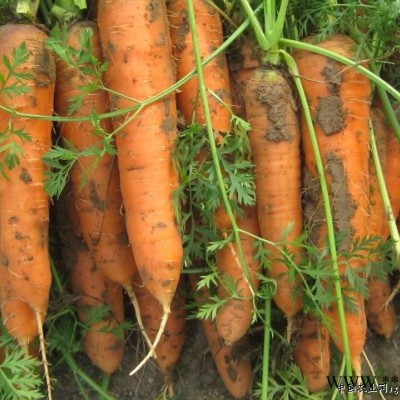 供应中国农科院脱毒一级进口—胡萝卜种子