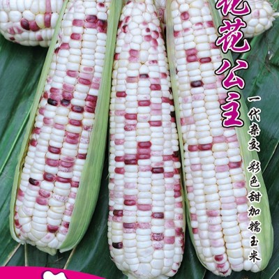 供应花花公主——双色甜加糯玉米系列