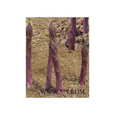 供应紫色芦笋种子