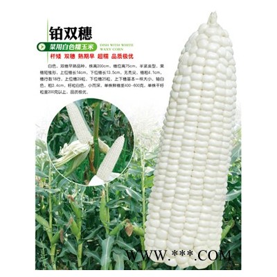 供应铂双穗—玉米种子