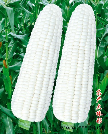 供应京科玉2000玉米—玉米种子