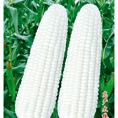 供应京科玉2000玉米—玉米种子