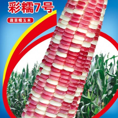 供应彩糯7号-玉米种子
