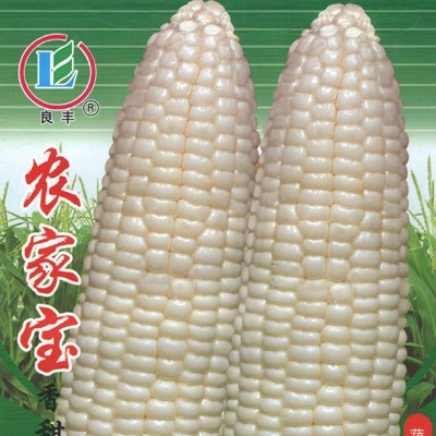 供应农家乐——糯玉米种子