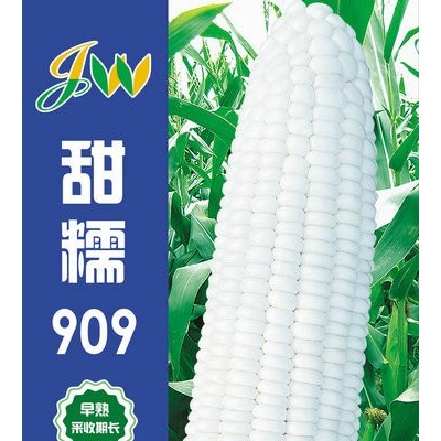 供应甜糯909—菜用玉米种子