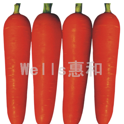 供应红圣八号－胡萝卜种子