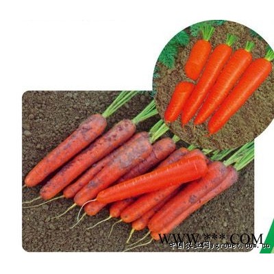 供应红都354F1—胡萝卜种子