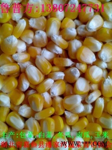 供应玉米
