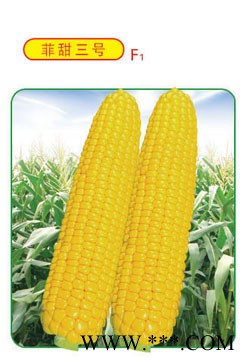 供应菲甜三号—玉米种子