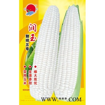 供应润玉(甜糯三号)—玉米种子
