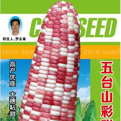 供应五台山彩甜糯玉米种子