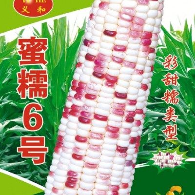 供应蜜糯6号——玉米种子