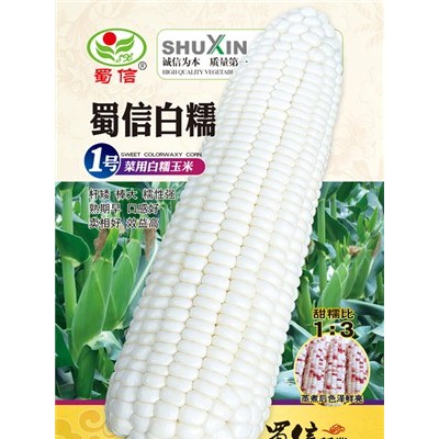 供应蜀信白糯1号—玉米种子
