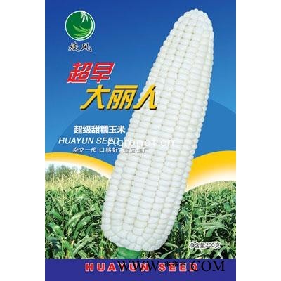 供应超早大丽人糯玉米——玉米种子