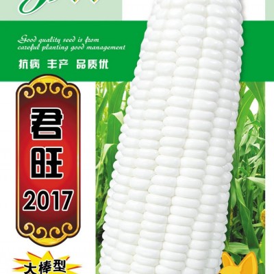 供应君旺2017—菜用玉米种子