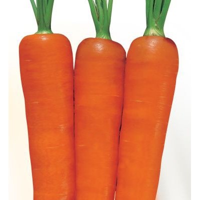 供应元富——胡萝卜种子