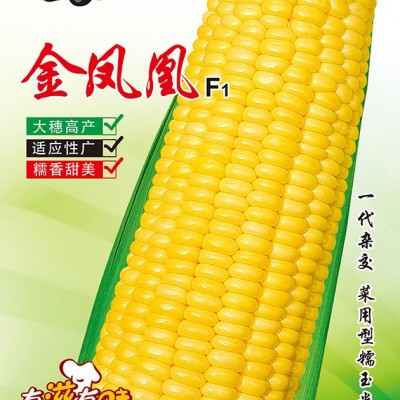 供应金凤凰——大棒黄糯玉米系列