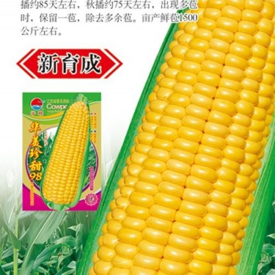 供应华美珍甜98—玉米种子