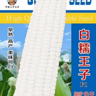 供应白糯王子—玉米种子