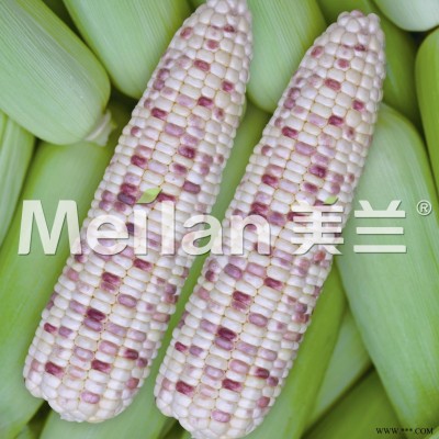 供应美玉(加甜糯)9号—玉米种子