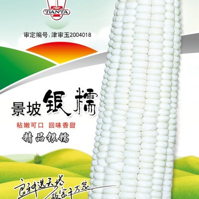 供应景坡银糯—甜糯玉米种子